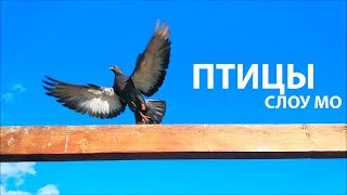 Птицы в замедленном кадре