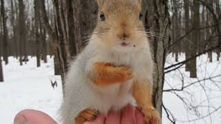 Красивая белочка с ушками / Beautiful squirrel with ears