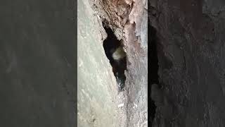 Показываю почему в мышином дупле нет мышей / I show why there are no mice in the mouse hollow