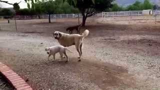Live stock guardian dog pup for sale, Kangal/Akbash cross