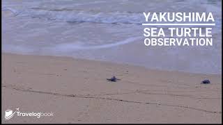 Sea Turtle Observaton in Yakushima, Kyushu, Japan （屋久島海龜館）