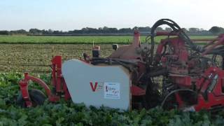 VERVAET BEET EATER
