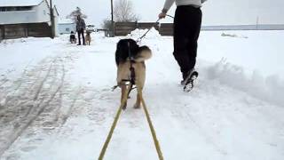 Maxx trage la sanie