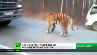 City Safari: tiger stops traffic in Vladivostok