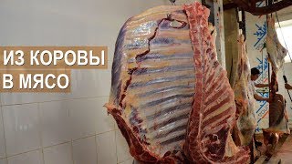Из коровы в мясо. Бойня скота в хозяйстве Александра Тюрикова