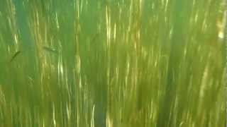 Подводные съемки недалеко от Курагино 25.07.2012