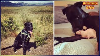 Son chien fait ses adieux à son copain rat, le lendemain elle n’en croit pas ses yeux