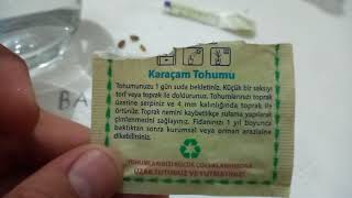 Karaçam ağacı (pinus nigra) ağacı tohumdan nasıl ekilir?