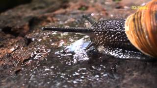 Snail Mating
