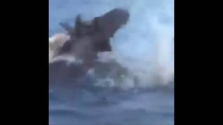 Собака плывёт верхом на лосе.