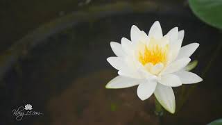 Nymphaea 'Lemon Mist' Hardy Water Lily Klong15 Thailand
