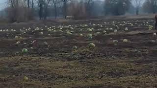 Арбузное поле ???