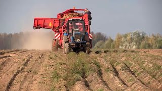 В стране серьёзный неурожай картошки? Разбираемся, хватит ли её белорусам!
