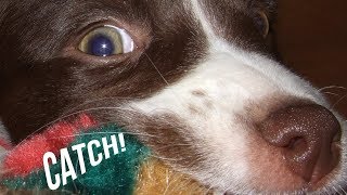 How to Play Catch with Your Dog | Hunter's Heart Scent Dog Training