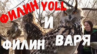 Филин Yoll приехала в гости к филину Варе.