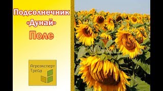ДУНАЙ ? - Гибрид подсолнечника сербского в Украине ?