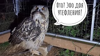 Вторая порция коварного цыплёнка для совы Ёлки выдана успешно. Сова наедает жопоньку к зиме