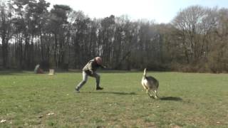 Leitwolf spielt mit Wölfin ;-).