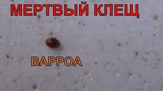 БЬЁМ ПО ФАКТАМ!!! Через 2 часа после обработки пчел осенью бипином против варроатоза - РЕЗУЛЬТАТ!