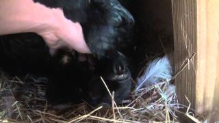 New Baby Chicks!!!