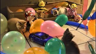 KittyJoyJoy - Kittens Looner Latex Balloons Popping Fails Funny Cat Videos