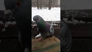 Дикий, но ручной голубь / Wild but tame pigeon