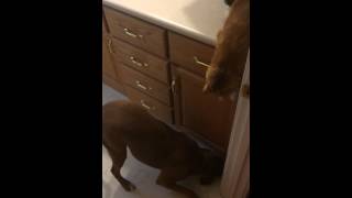 Sharing cat feeds family dogs