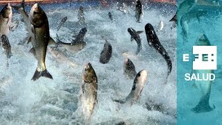 Ácidos grasos Omega-3, de la mar al corazón