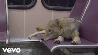 Modest Mouse - Coyotes