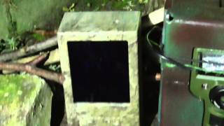 Hedgehogs & Bushnell camera trap 24oct14 Cambridge UK 938p