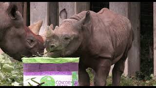 Black Rhino Ajani Joe Celebrates 1st Birthday - Cincinnati Zoo