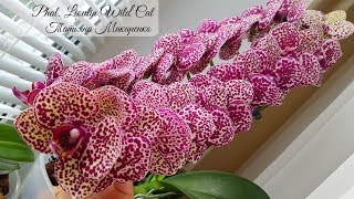 Шикарная ОРХИДЕЯ Дикий Кот Phalaenopsis Lioulin Wild Cat цветение орхидеи orchid orchids супер