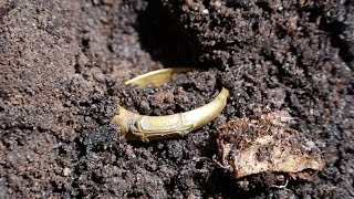 Metal Detecting Germany: AMAZING MEDIEVAL GOLD!!