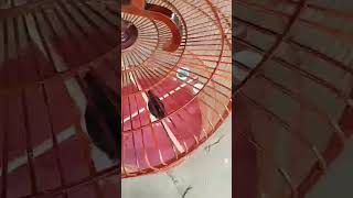 murai batu medan #kicaumania#burung #birds