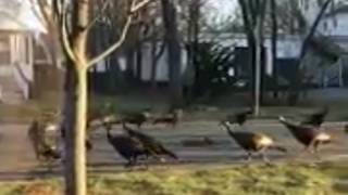 Wild turkeys captured on video circling cat