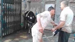 Нокаут от быка