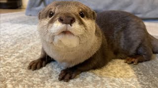 カワウソさくら　腹筋中の飼い主を見てとったカワウソの行動は…？ Otters looking at their abs
