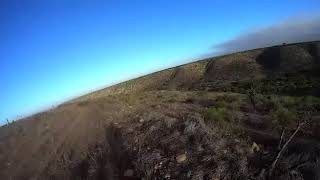Cazando liebres ovalle