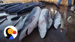 Shark Fin Soup: Sharks Could Go Extinct Because Of This One Dish | The Dodo