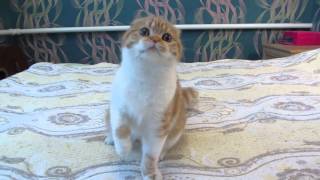 Кошечка скоттиш фолд Tanais Diamond Sabina Red Star. ПРОДАЖА!