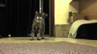 Feral Cat Stripey
