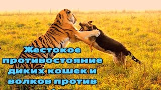 Жестокое противостояние диких кошек и волков против собак