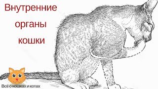 Внутренние органы кошек