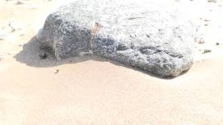 sand dancing, strong wind sea