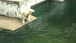 Anori, die kleine Wasserratte