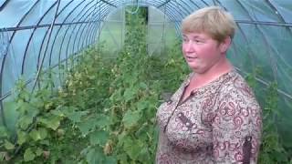 Арочные теплицы под плёнкой, итог эксперимента.