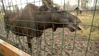 Лосиха Дина вернулась на московскую биостанцию