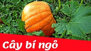 Dạy bé học nhận biết các loại cây ăn quả | Cây bí ngô | Dạy trẻ thông minh sớm