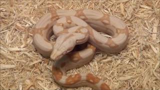 2016 possible vpi T+ Sharp Albino OT Hypo
