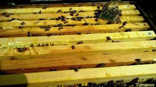 Пчеловодство Переход на рамку 145мм Beekeeping Change to frame 145mm